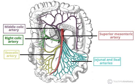 sma distribution box|where is mesenteric artery located.